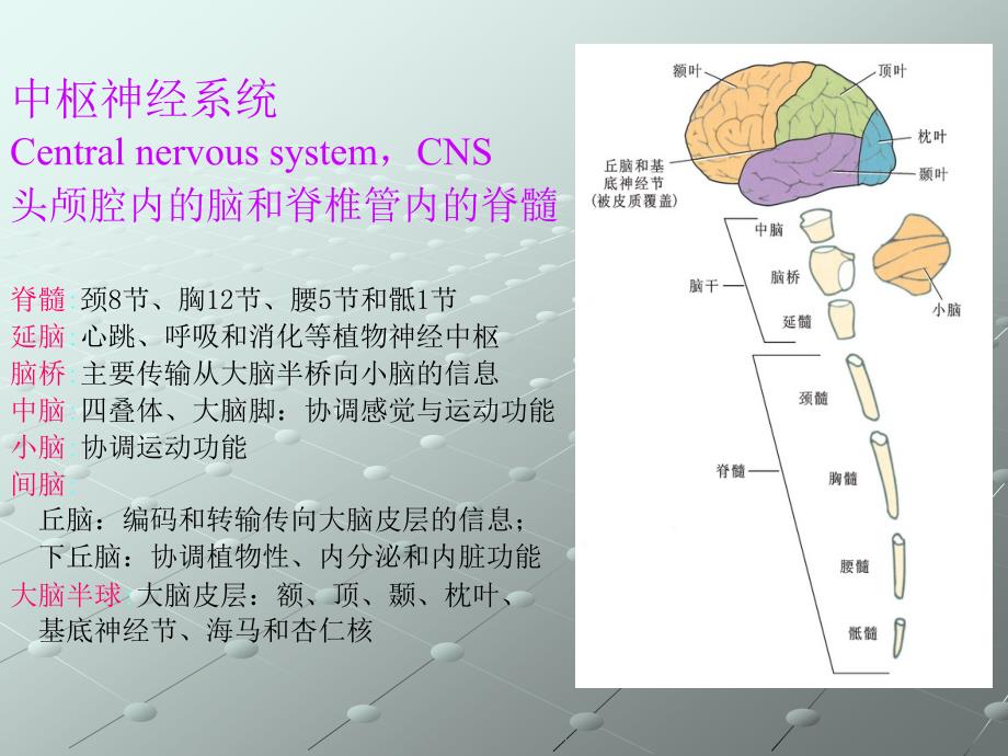 生理学课件：第三章神经系统1_第3页