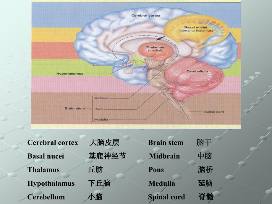 生理学课件：第三章神经系统1_第4页