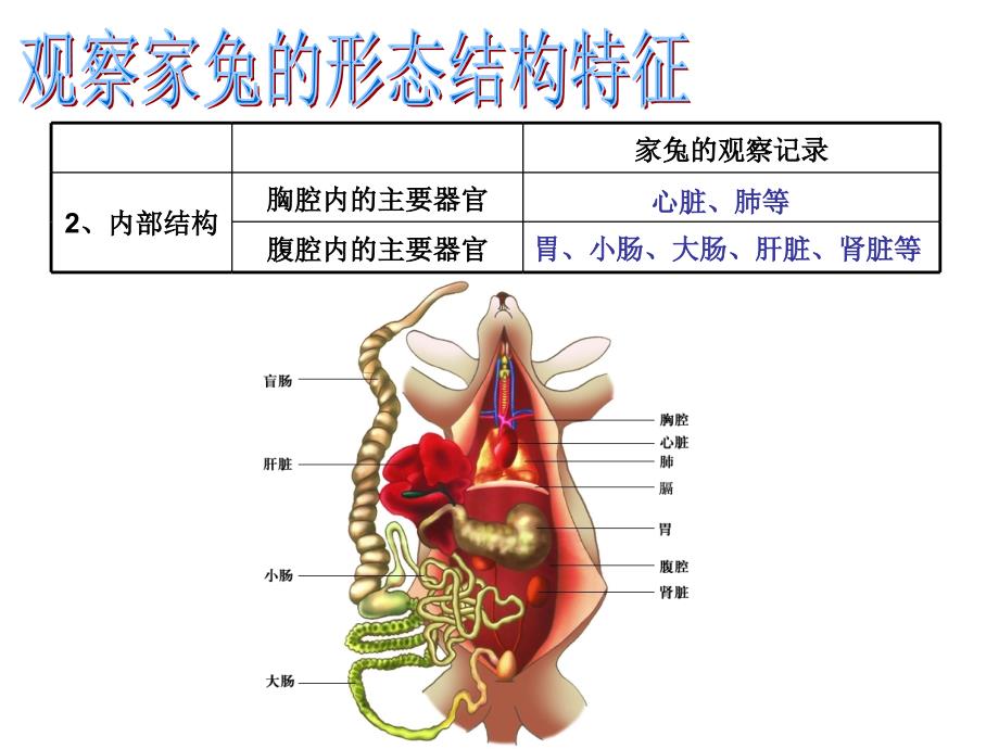 92哺乳动物_第3页