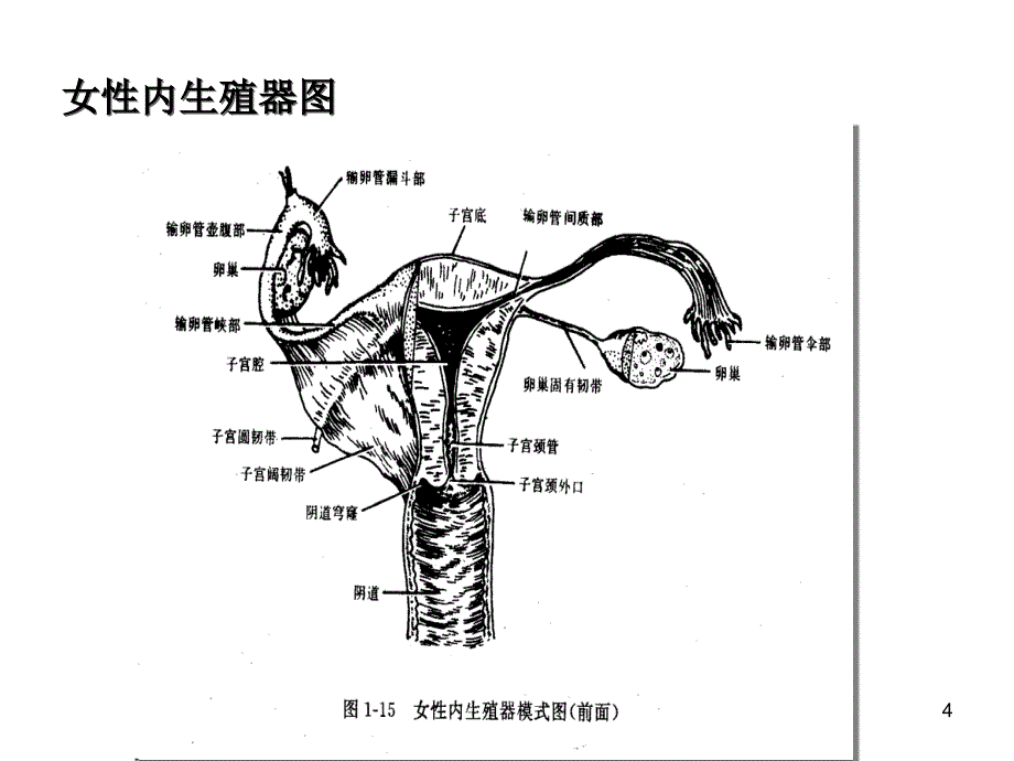 异位妊娠ppt课件_第4页