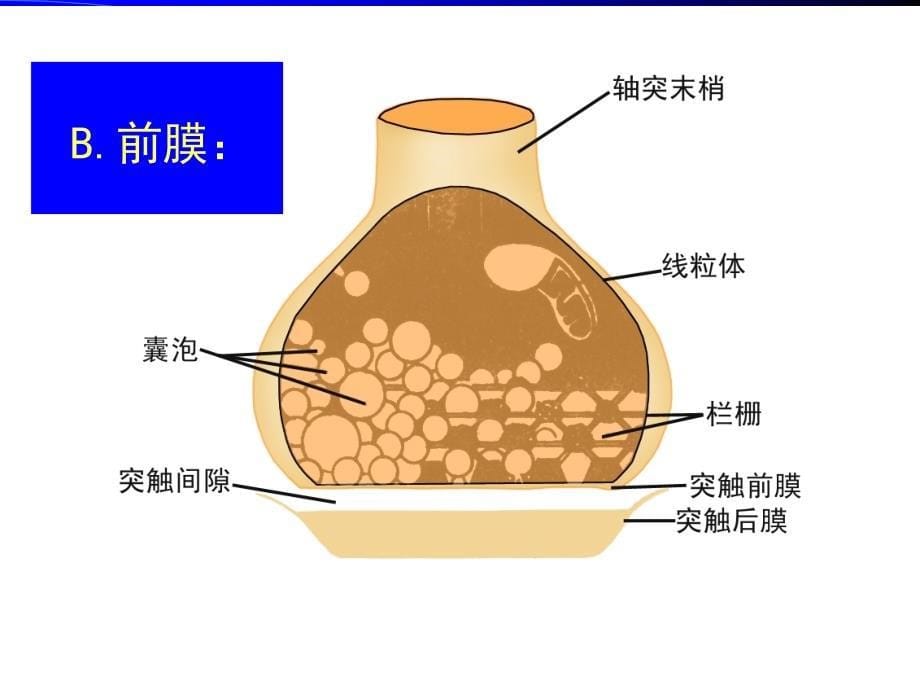 中国医科大学生理学讲座ppt课件_第5页