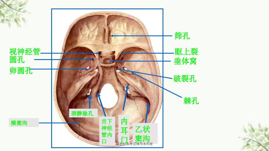 解剖标本考试辅导本科新课件_第4页