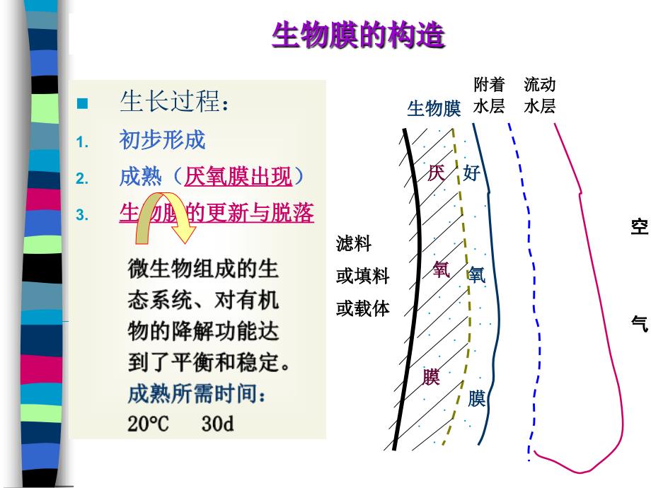 22336963834.2生物膜_第2页