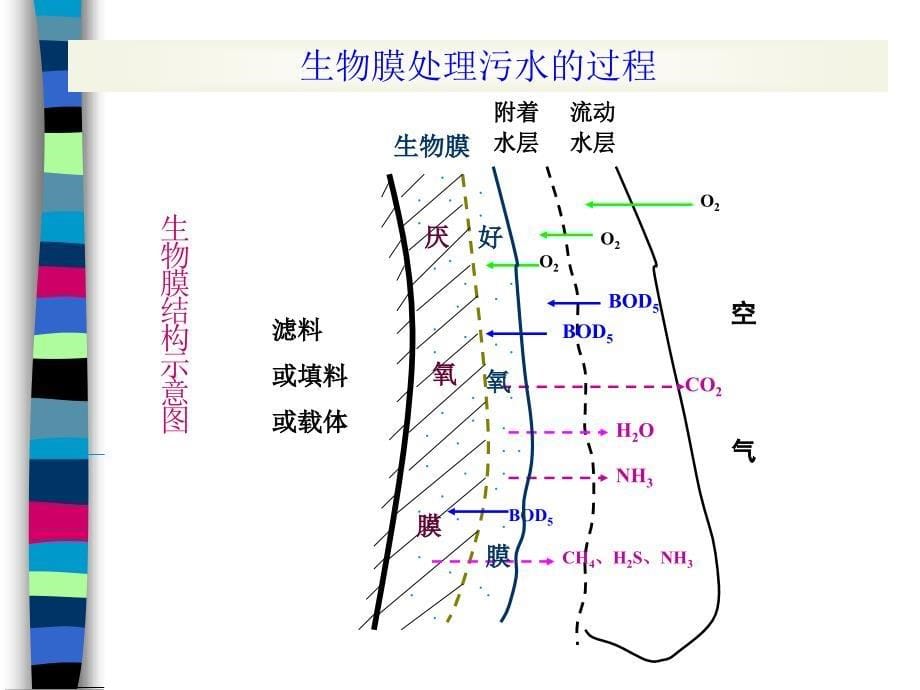 22336963834.2生物膜_第5页