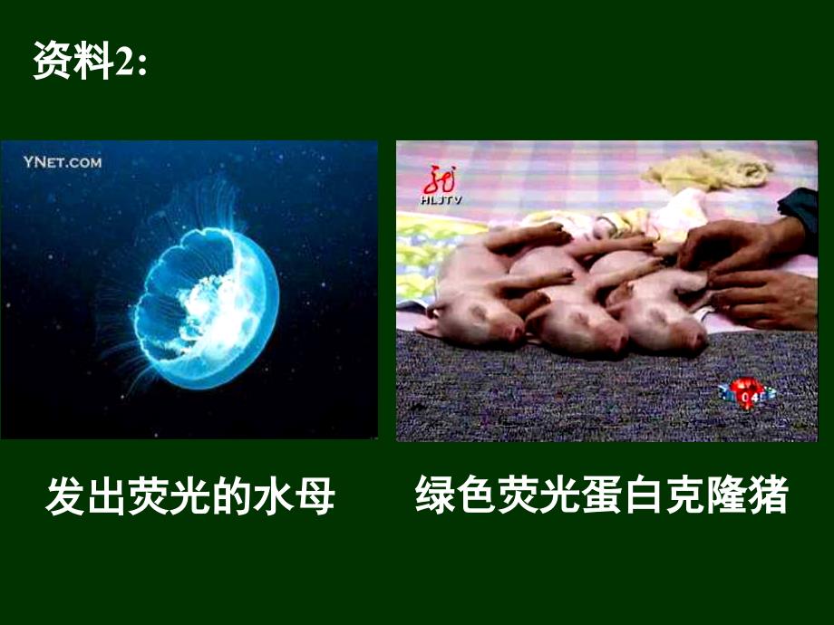 人教版高中生物必修二第三章第四节基因是有遗传效应的DNA片段25张PPT_第3页