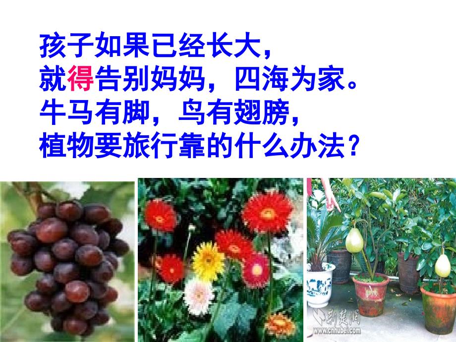 植物妈妈有办法(1)分析_第4页