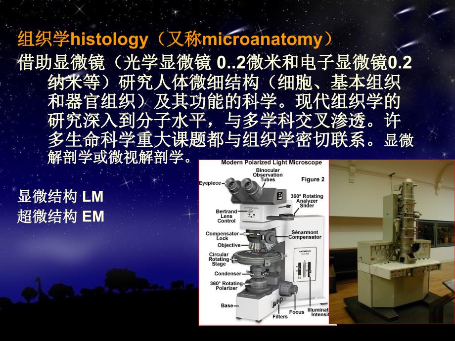 人体组织结构学PPT课件_第4页