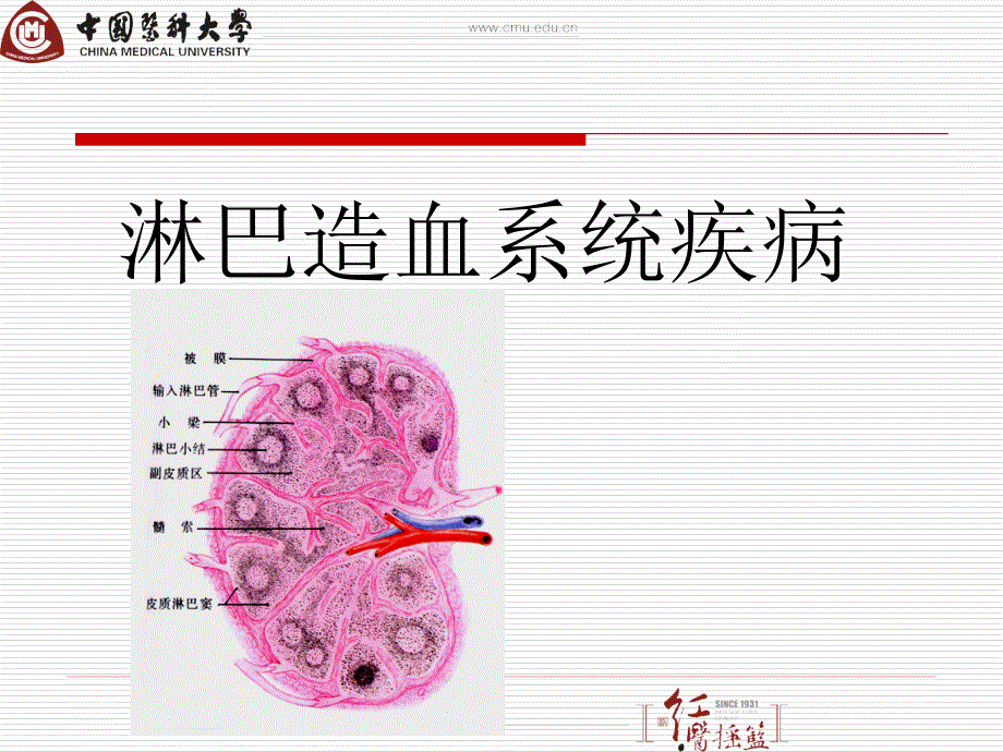 病理学课件：11 淋巴造血系统疾病_第1页