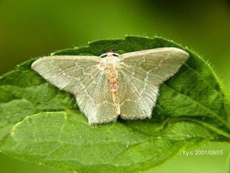 第一节生物的无性生殖_第5页