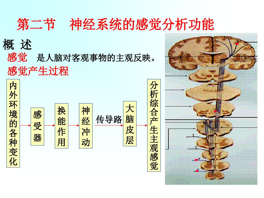 第二部分神经系统的感觉分析功能_第1页