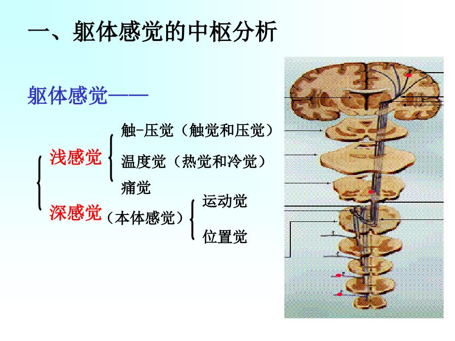 第二部分神经系统的感觉分析功能_第2页