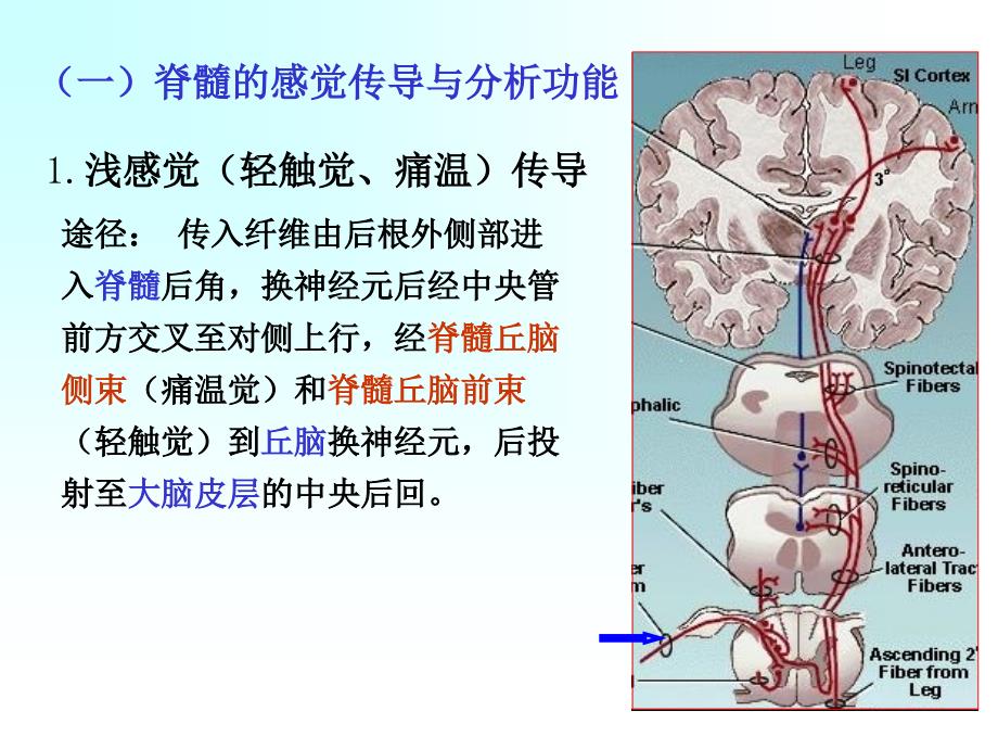 第二部分神经系统的感觉分析功能_第3页