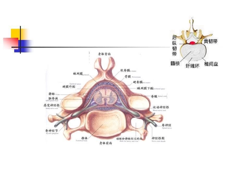 颈肩腰腿痛的护理PPT课件_第5页