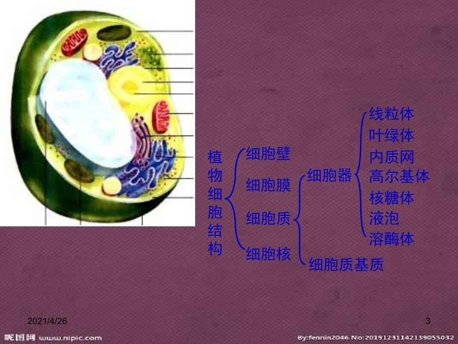 细胞壁和细胞膜_第3页