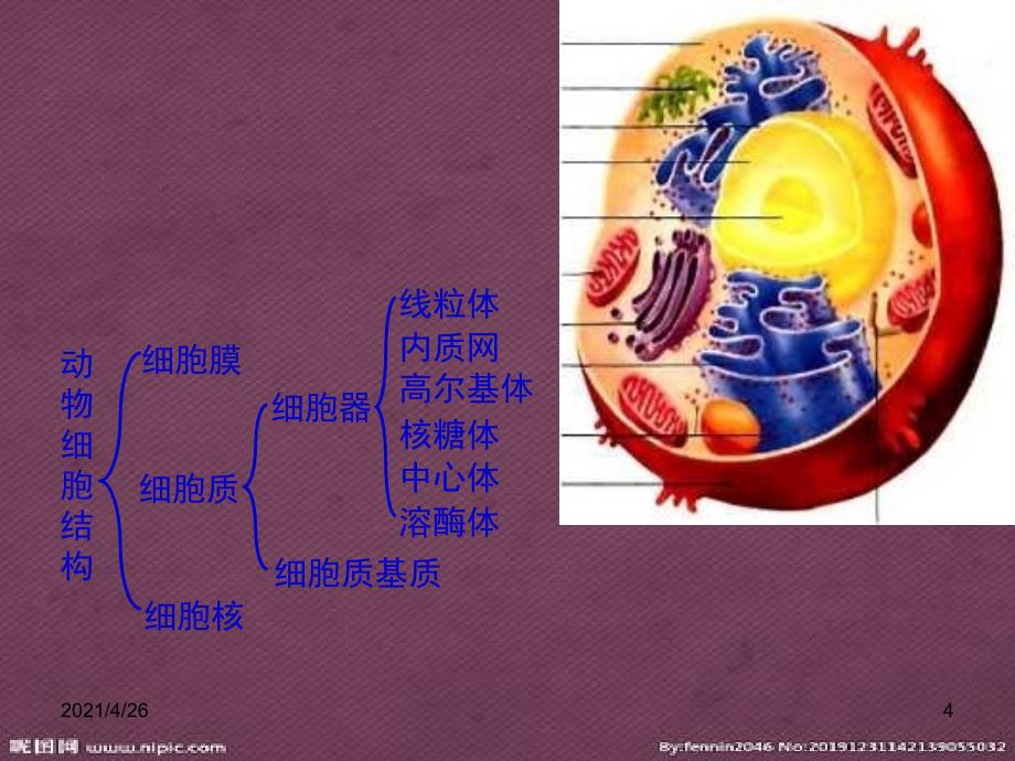 细胞壁和细胞膜_第4页