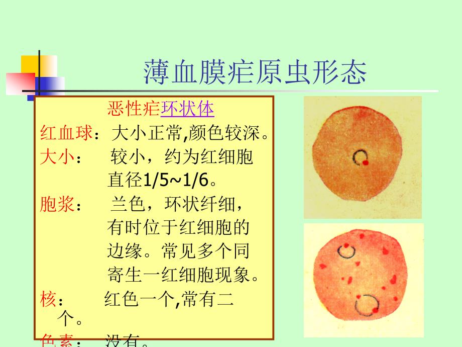 薄血膜疟原虫的形态课件_第4页