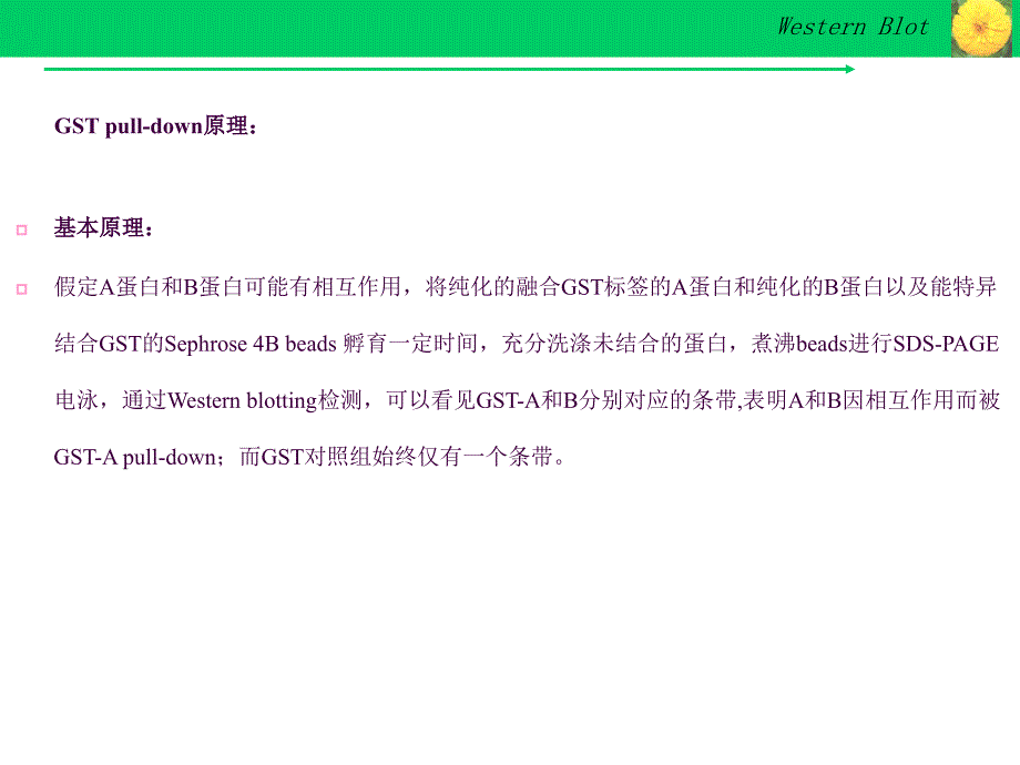 GSTpulldown实验技术ppt课件_第4页