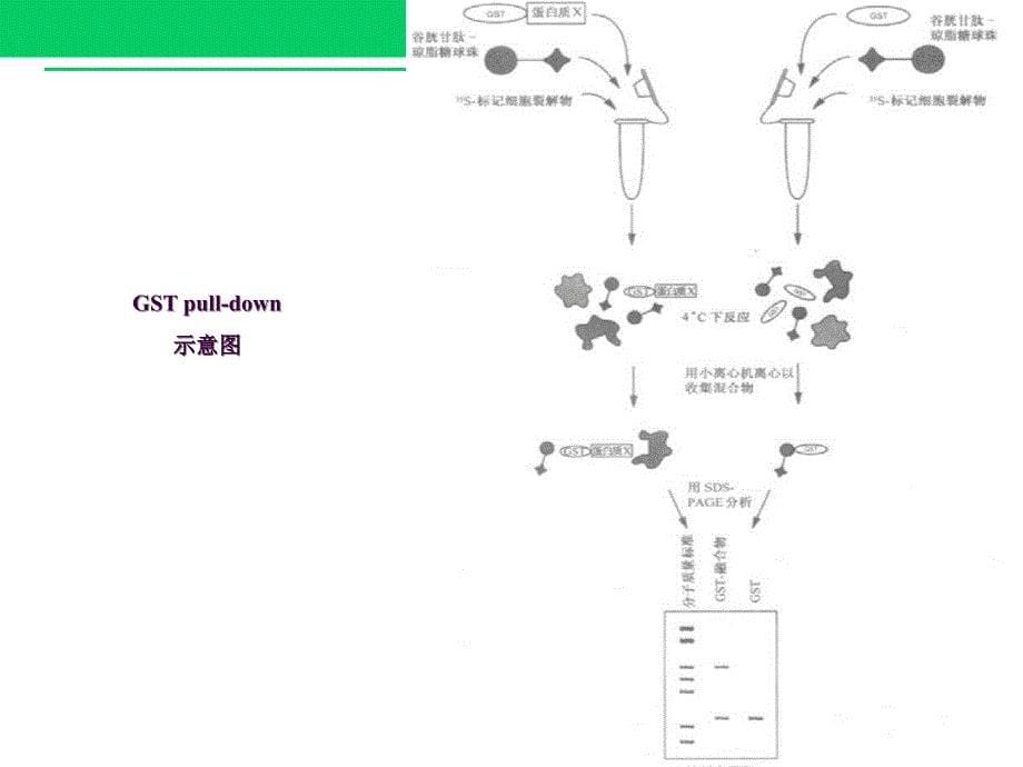 GSTpulldown实验技术ppt课件_第5页