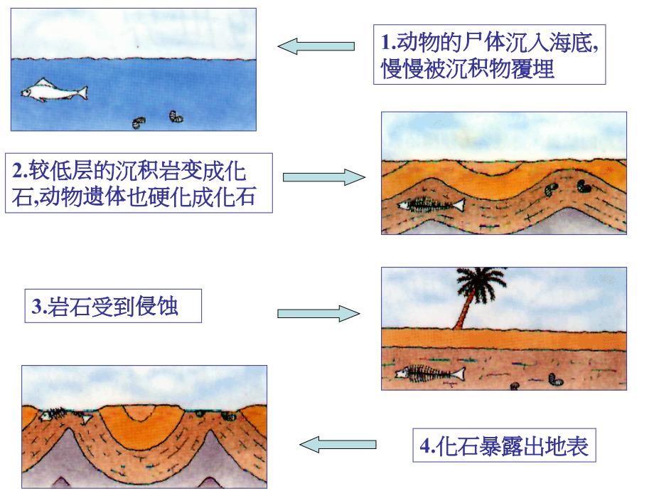 【化石吟教案】_第4页