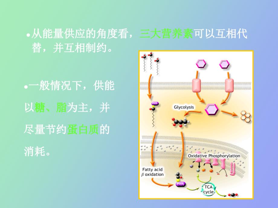 生化代谢调节_第4页