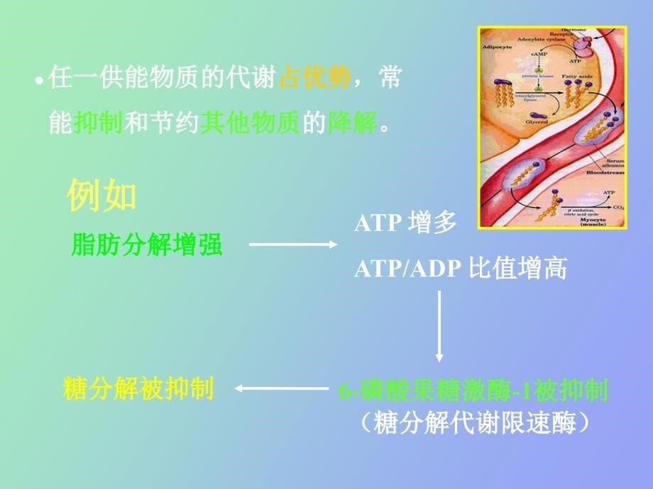 生化代谢调节_第5页