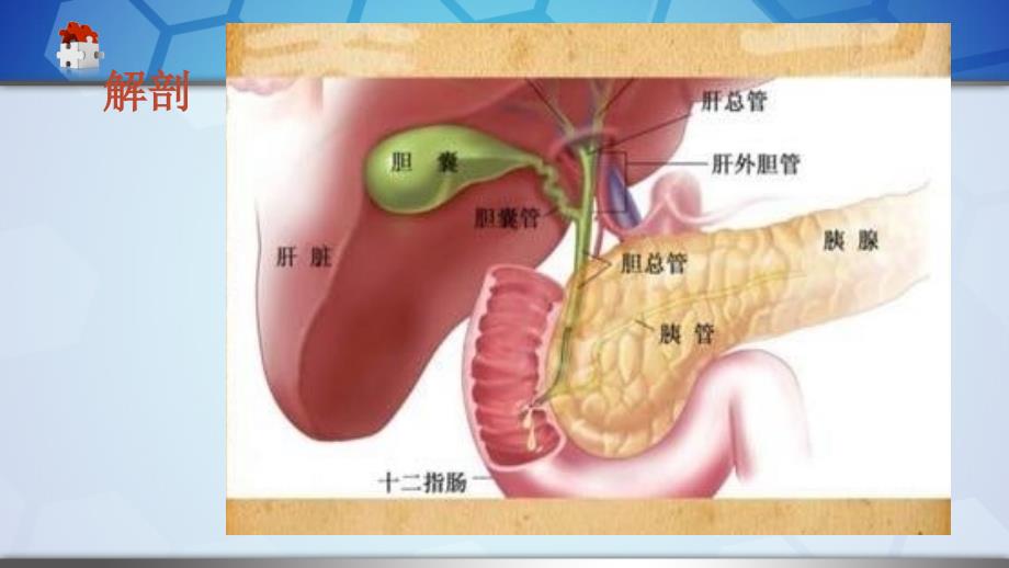 腹腔镜胆总管切开取石-T管引流护理查房_第3页