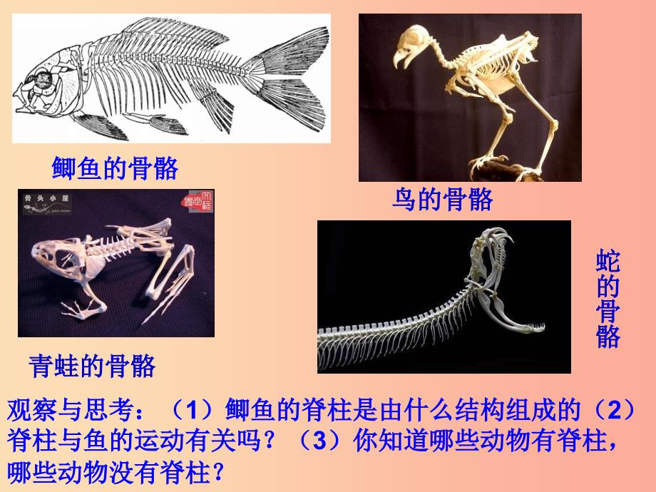 八年级生物上册5.1.4鱼课件1 新人教版.ppt_第3页