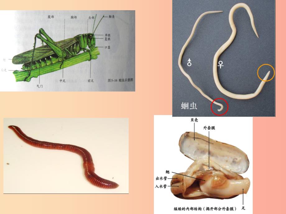 八年级生物上册5.1.4鱼课件1 新人教版.ppt_第4页