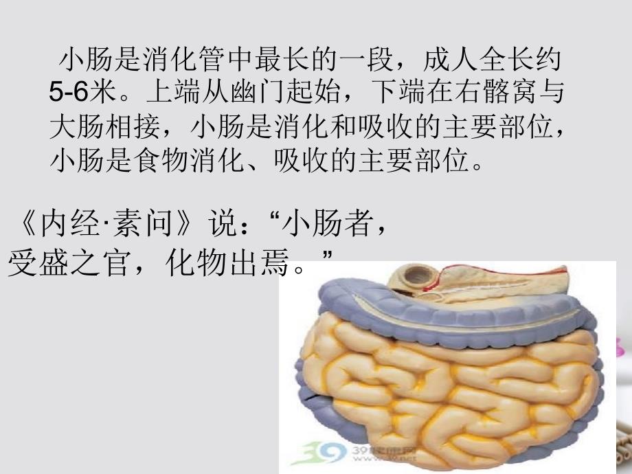 《手太阳小肠经》ppt (2).ppt_第2页