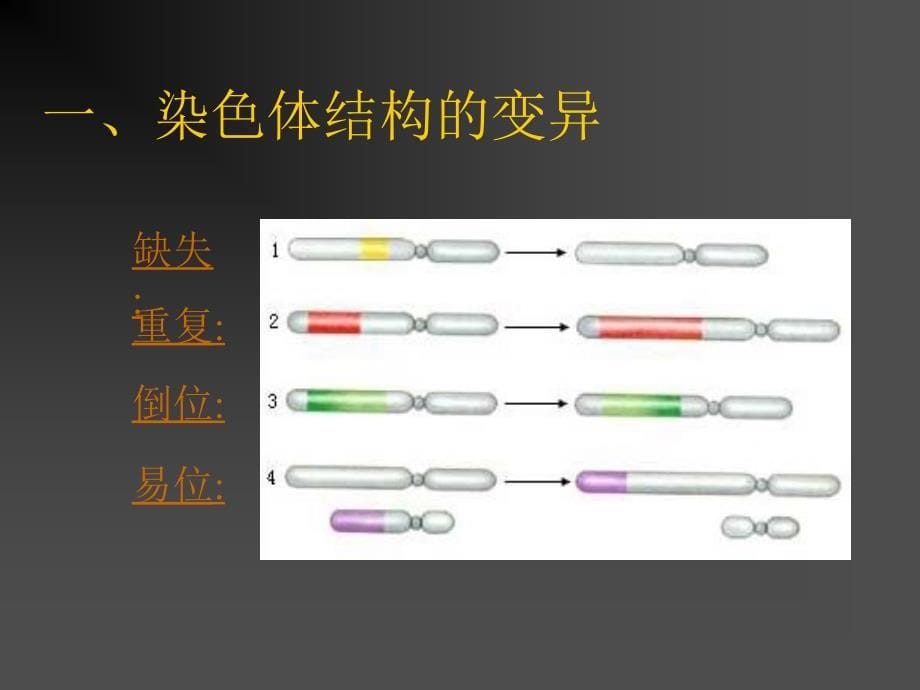 生物的变异之染色体变异课件_第5页