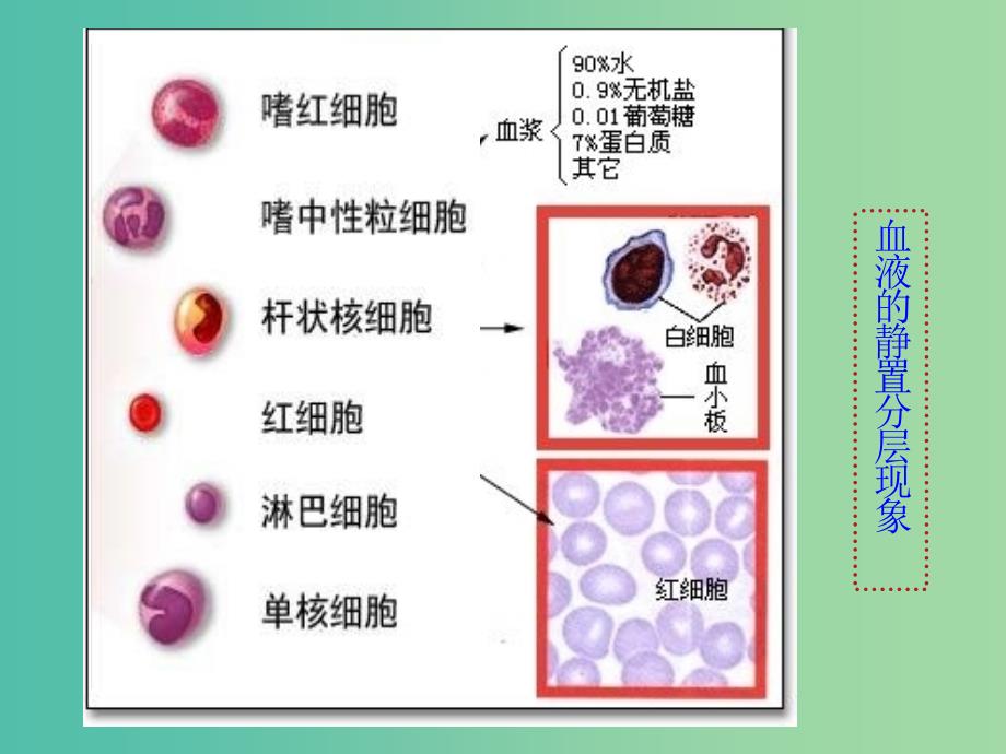 云南省峨山彝族自治县高中生物 第一章人体的内环境与稳态 1.1《细胞生活的环境》课件 新人教版必修3.ppt_第4页