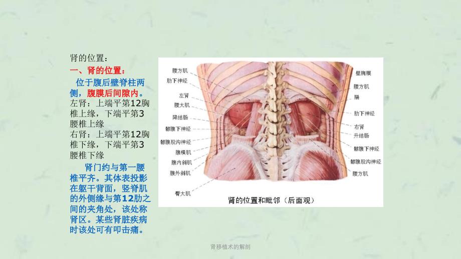 肾移植术的解剖课件_第1页