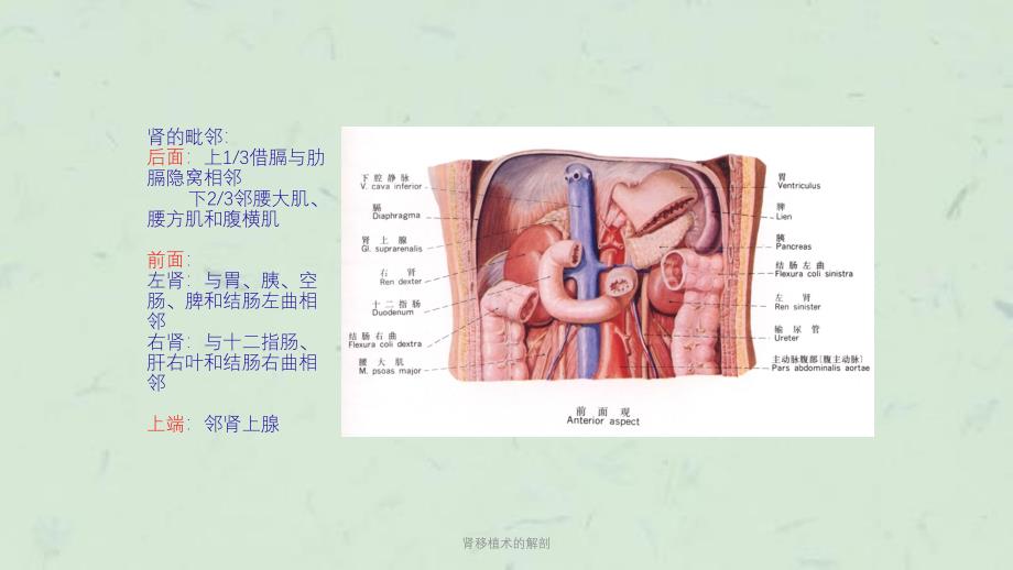 肾移植术的解剖课件_第3页