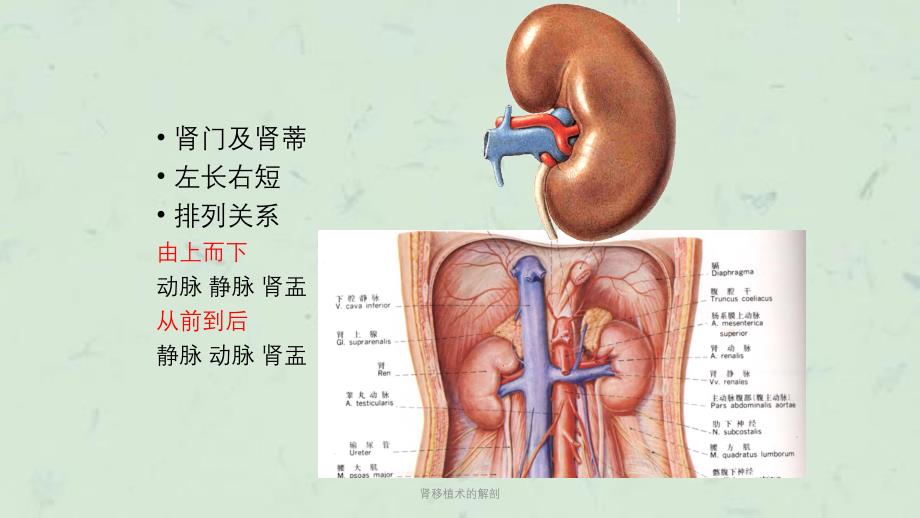 肾移植术的解剖课件_第4页