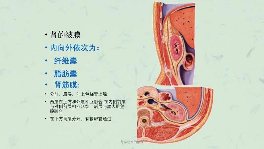 肾移植术的解剖课件_第5页