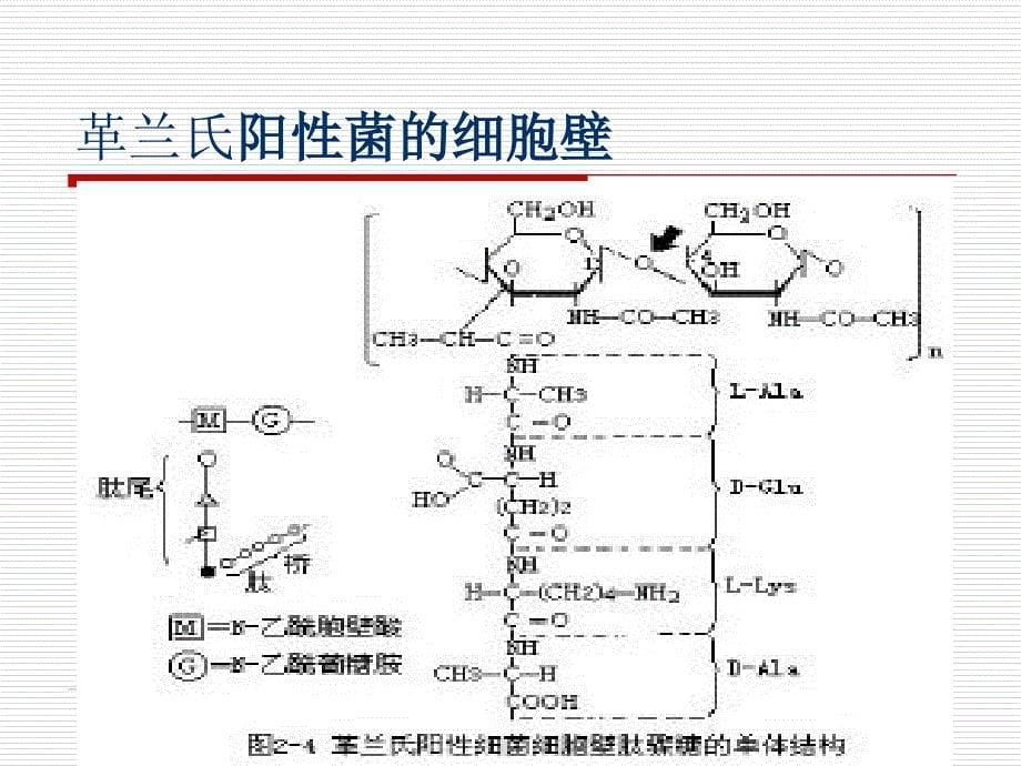 生物工艺学下游技术第三章细胞破碎_第5页