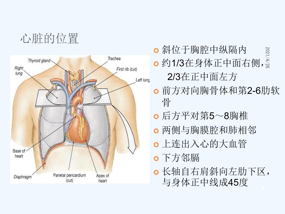 心脏形态和结构观察精品课件_第4页