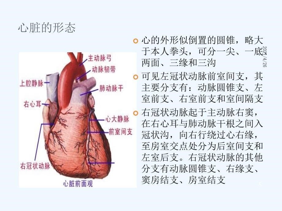 心脏形态和结构观察精品课件_第5页