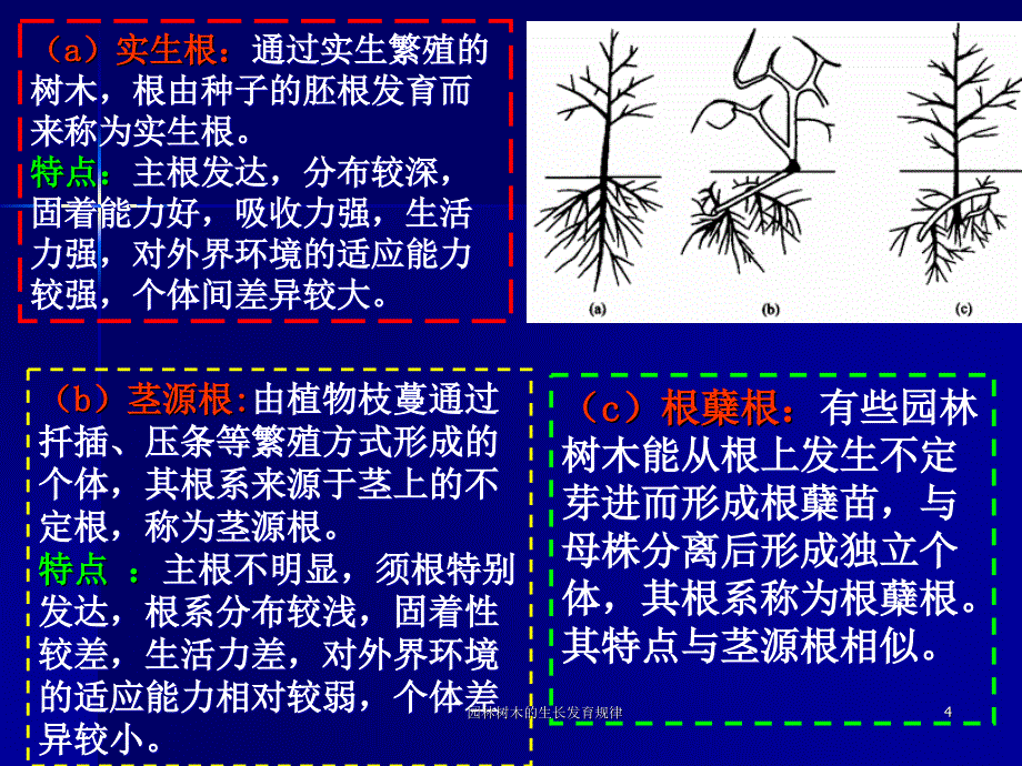 园林树木的生长发育规律课件_第4页