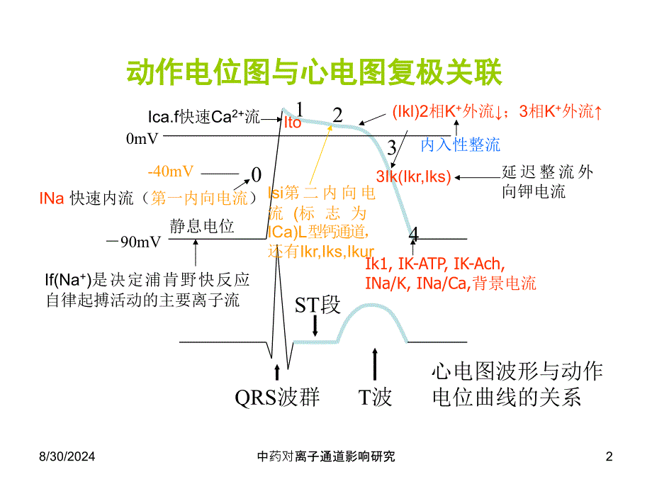 中药对离子通道影响研究课件_第2页