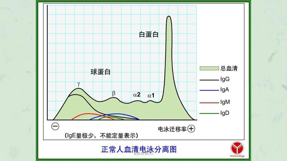 免疫球蛋白0课件_第5页