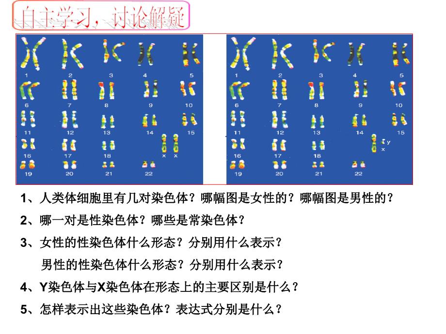 人类染色体与性别决定_第4页