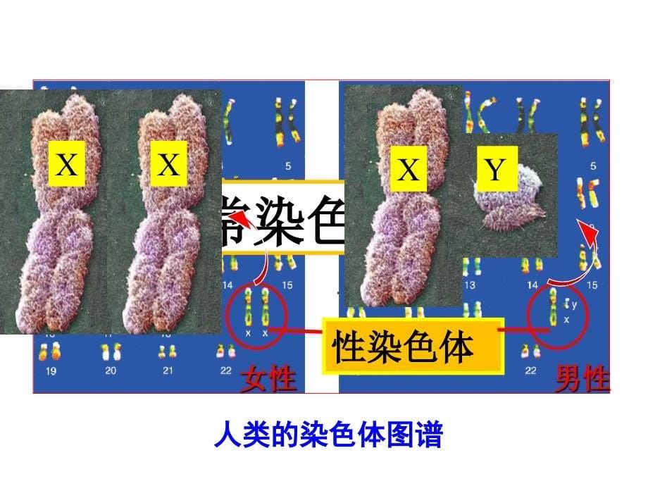 人类染色体与性别决定_第5页