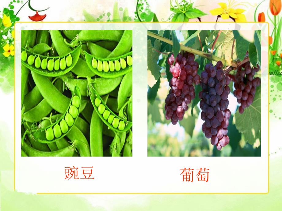 植物之间的“爱”和“恨”课件_第4页