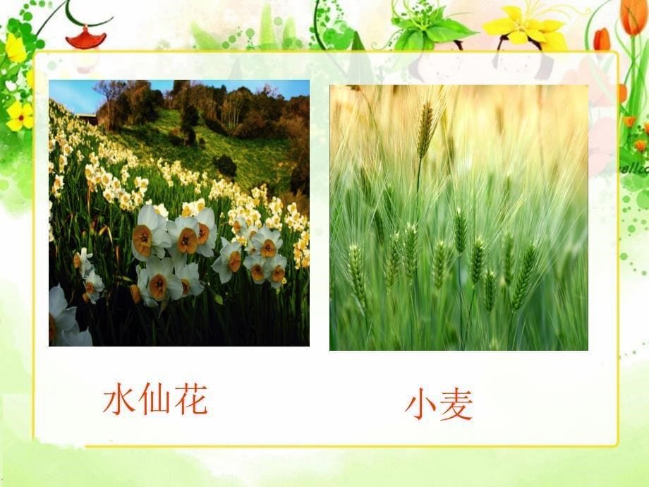 植物之间的“爱”和“恨”课件_第5页