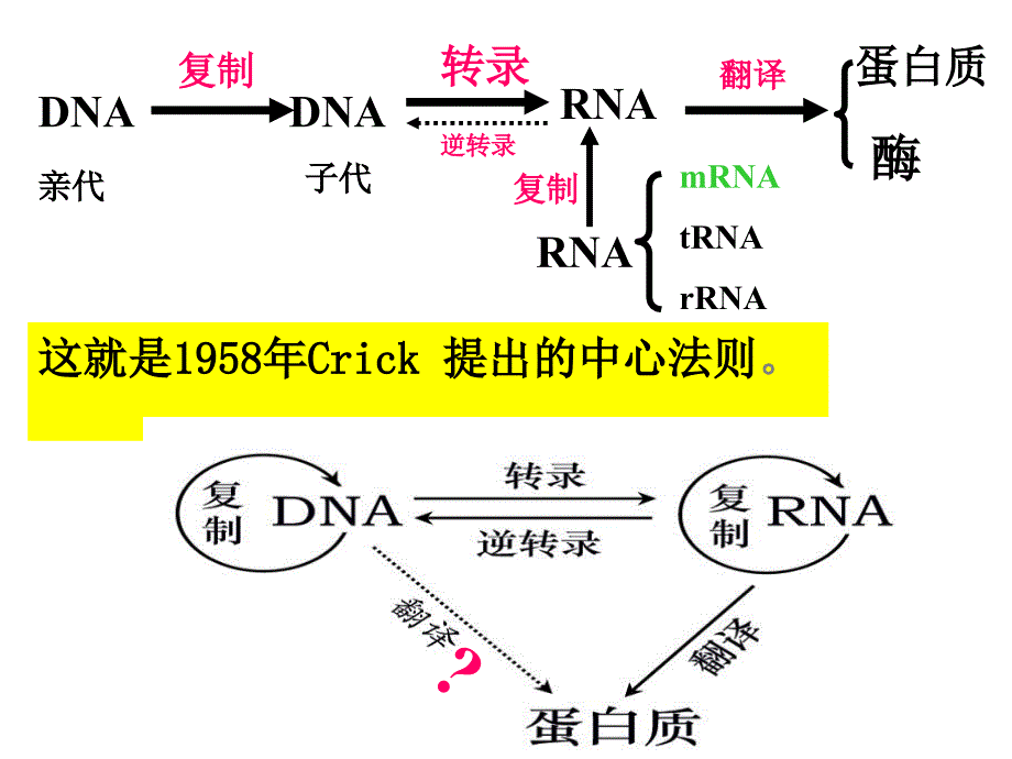 SL14核酸的生物合成1DNA的复制_第2页