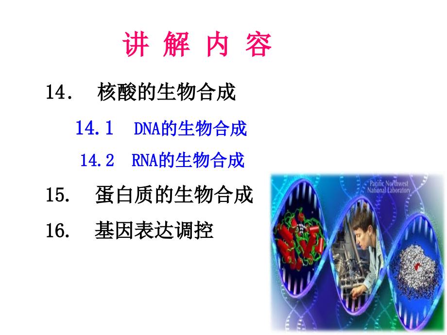 SL14核酸的生物合成1DNA的复制_第4页