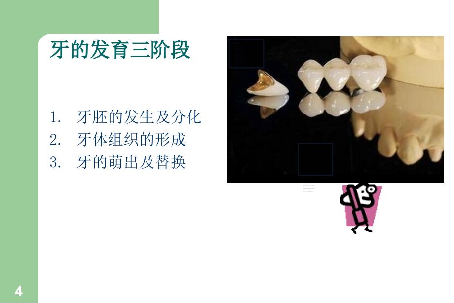 牙齿的发育过程_第4页