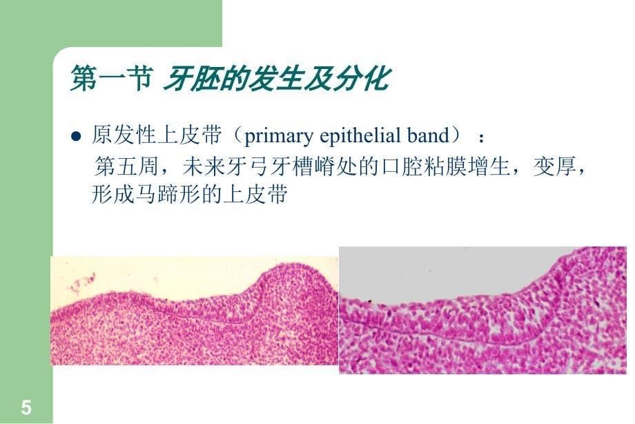 牙齿的发育过程_第5页