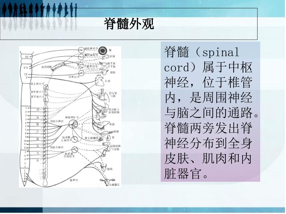 脊髓胸腰段损伤完整版_第3页